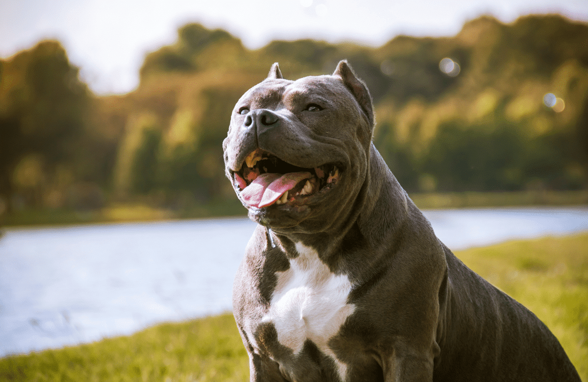 Troubles digestifs chez l'American Bully comment les reconnaître et les traiter
