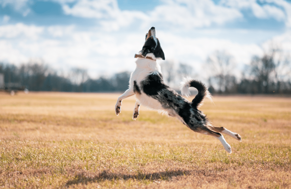 Activité physique Border Collie