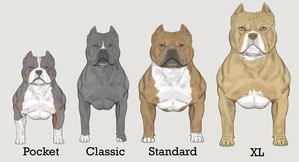 @Bordercitiesbully - Types d'American Bully