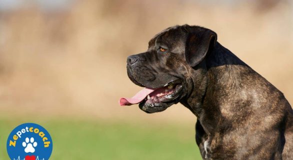 cane corso chien