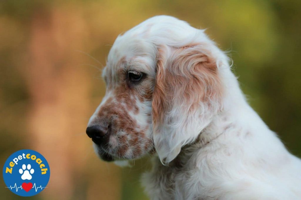 chiot setter anglais