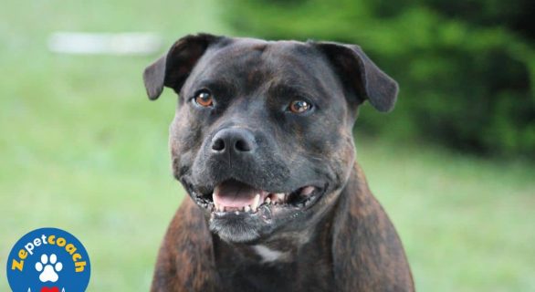 chien staffie