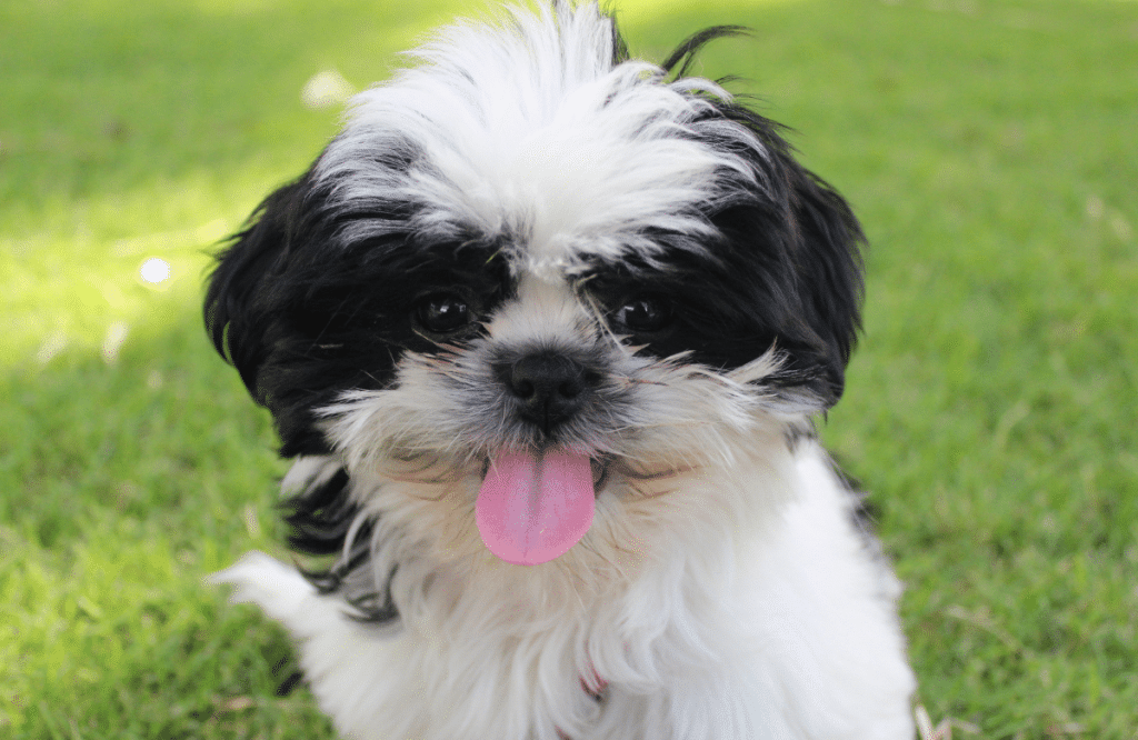 Coupe courte Shih Tzu