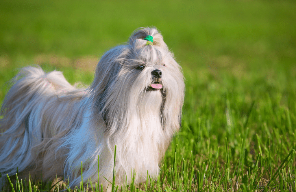 Coupe longue Shih Tzu