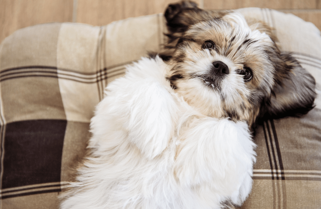 coupe pour un shih tzu