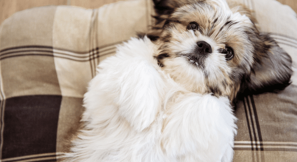 coupe pour un shih tzu