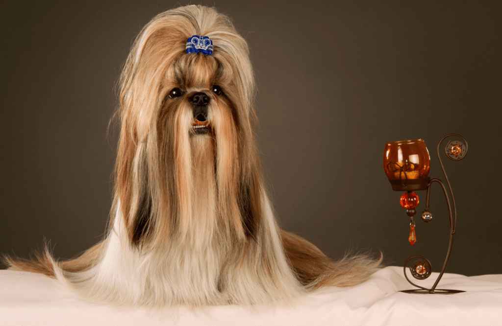 Coupe spéciale Shih Tzu