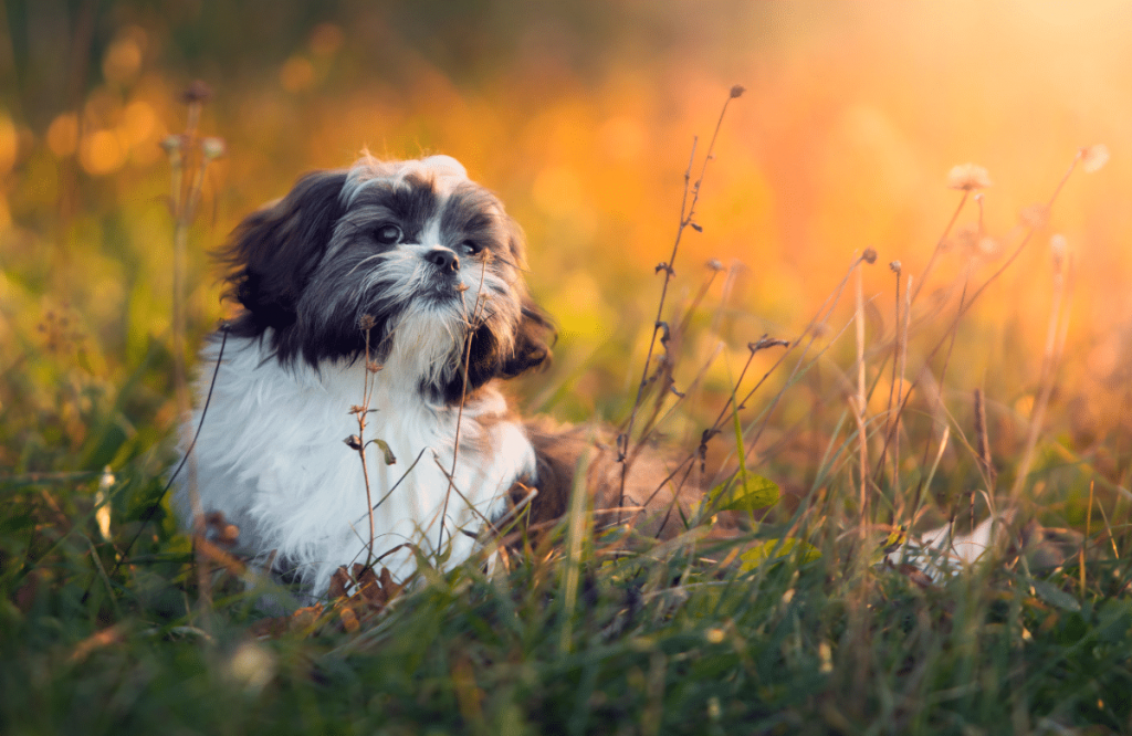 de quoi meurt les shih tzu​