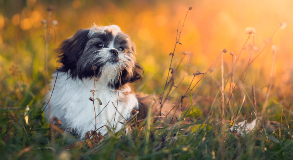 de quoi meurt les shih tzu​