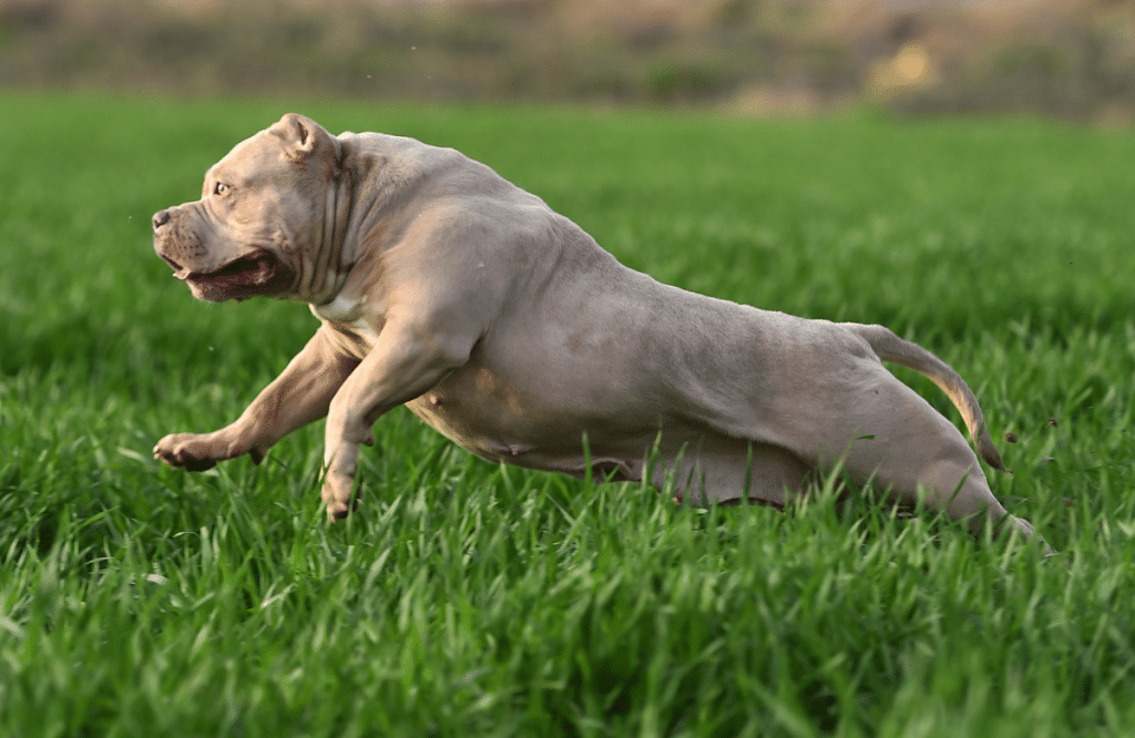 erreurs à éviter american bully​