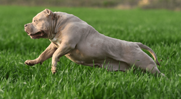 erreurs à éviter american bully​