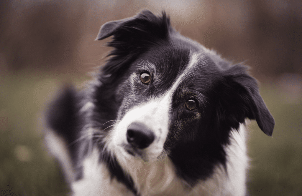 Génétique Border Collie