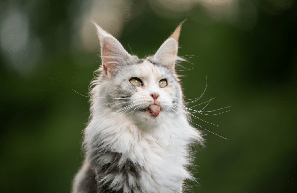 maine coon polydactyles