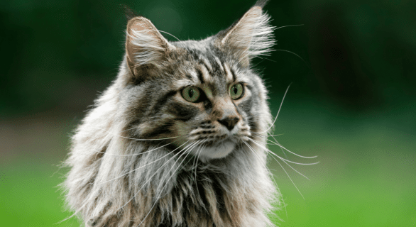 Maine Coon Record