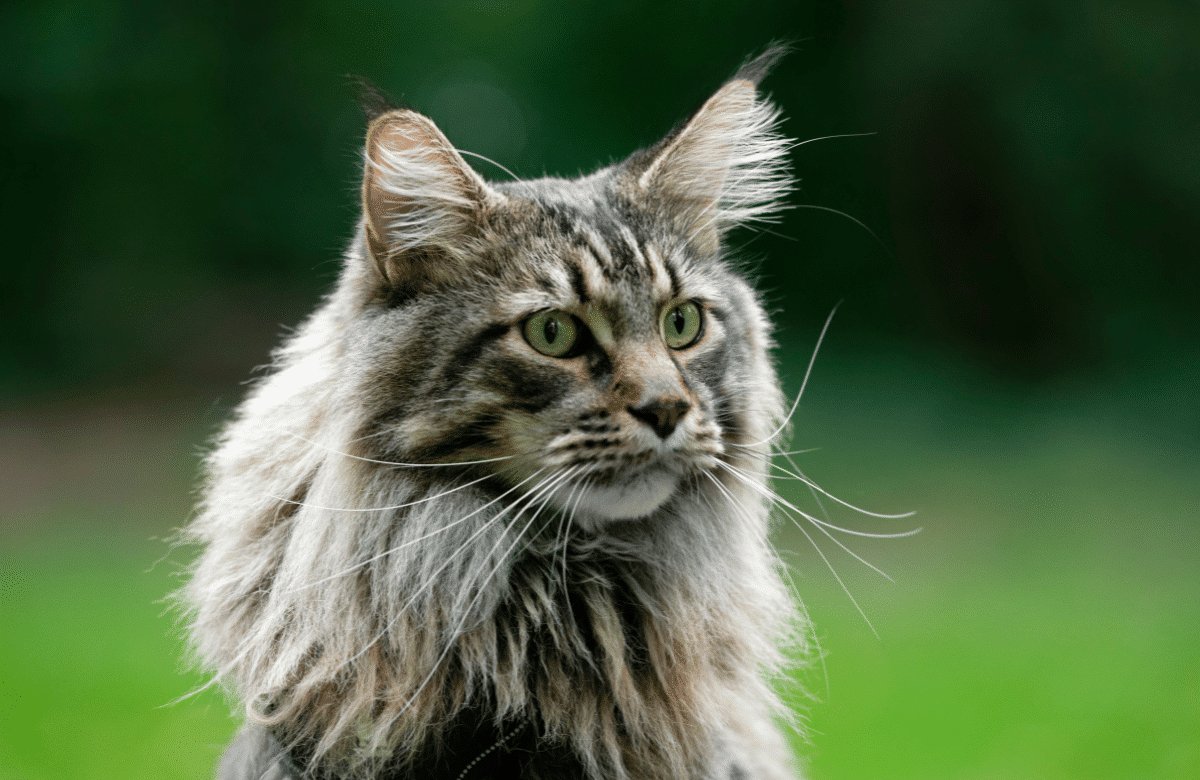 Maine Coon Record