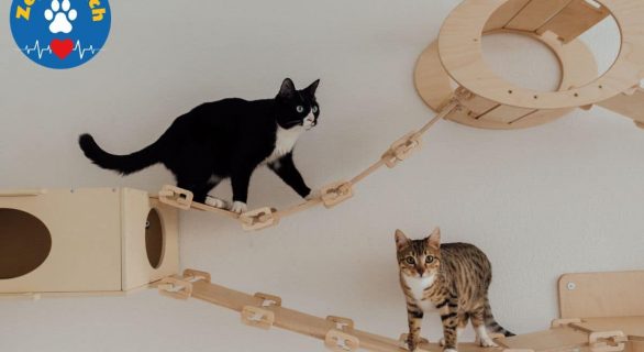 milieu de vie du chat