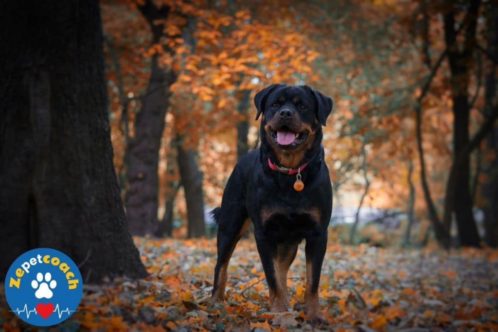 rottweiller