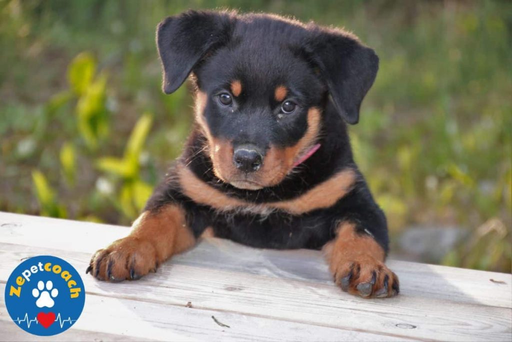rottweiller chiot
