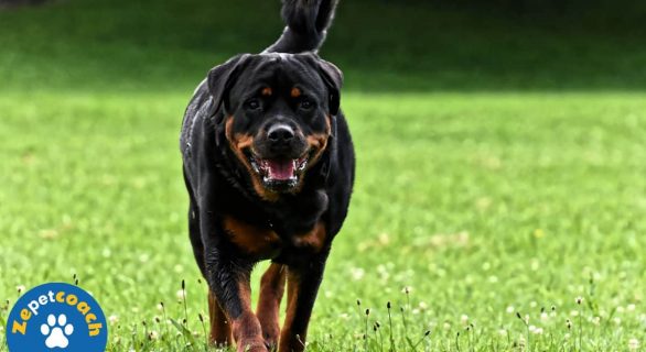 rottweiller royal