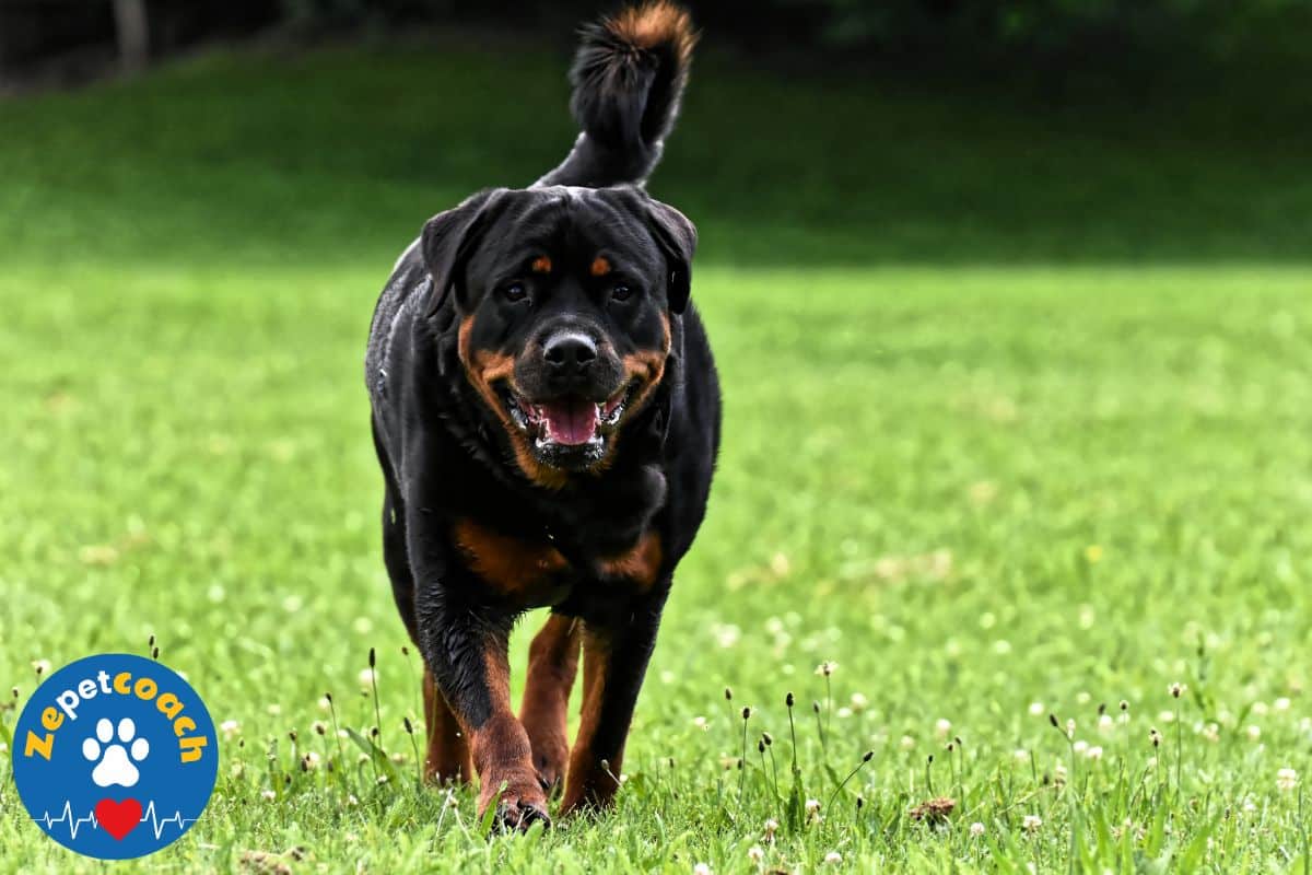 rottweiller royal
