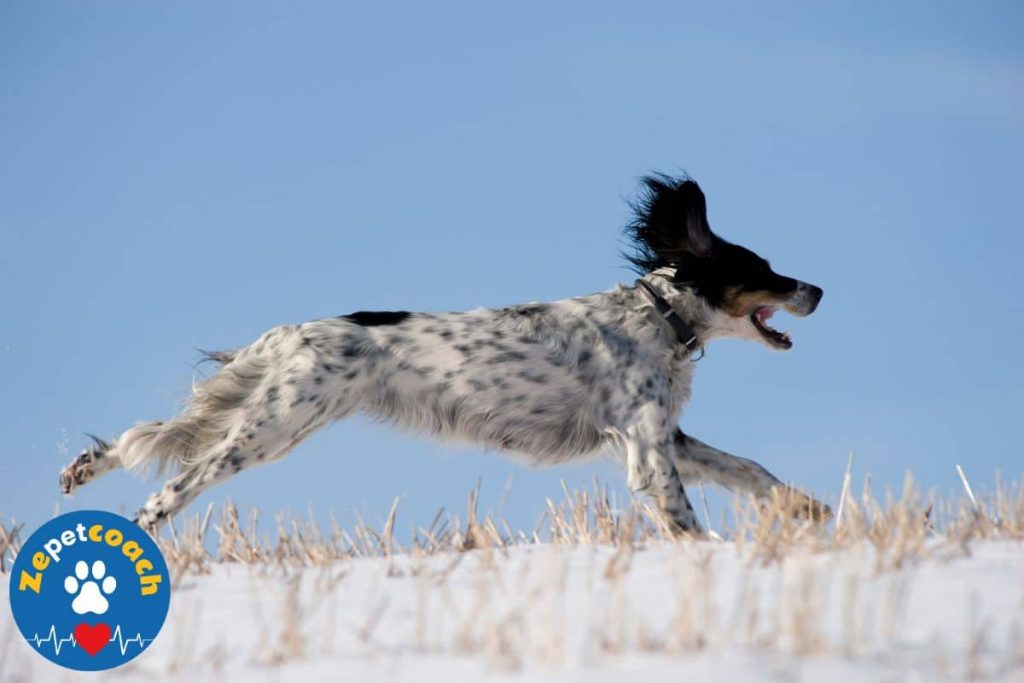 setter anglais tricolore