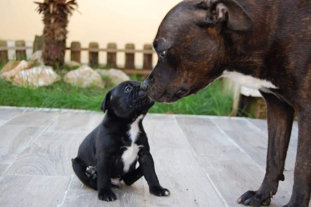 staffie