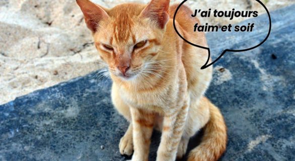 Chat Hyperthyroidie
