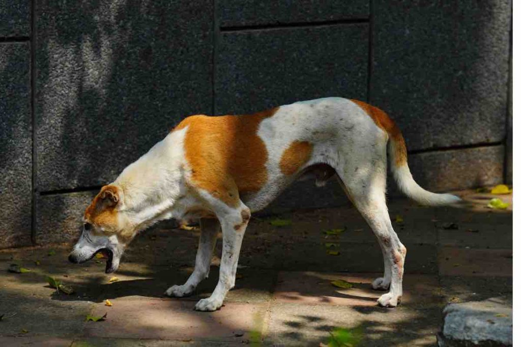 Gastrite chez le chien : vomissement 