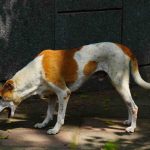 Gastrite chez le chien : vomissement