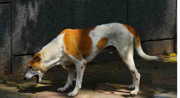 Gastrite chez le chien : vomissement