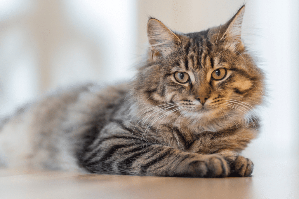 Le poids idéal d’un chat stérilisé conseils et astuces Le poids idéal d’un chat stérilisé conseils et astuces