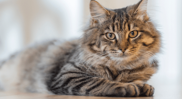 Le poids idéal d’un chat stérilisé conseils et astuces