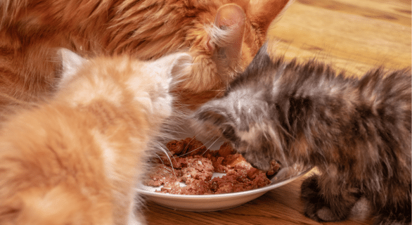 Pâtée pour chaton la meilleure alimentation humide pour une croissance saine