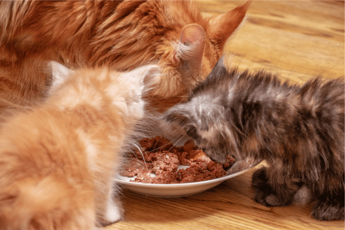 Pâtée pour chaton la meilleure alimentation humide pour une croissance saine