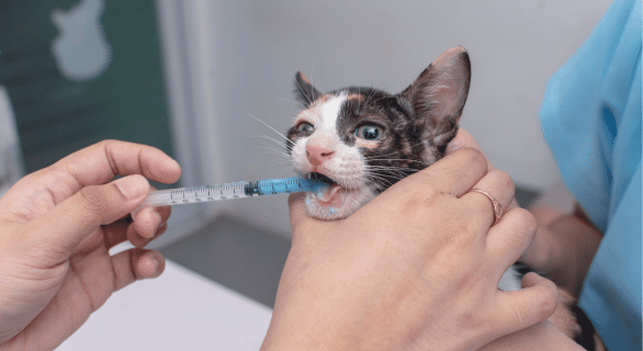 comment donner un médicament à un chat
