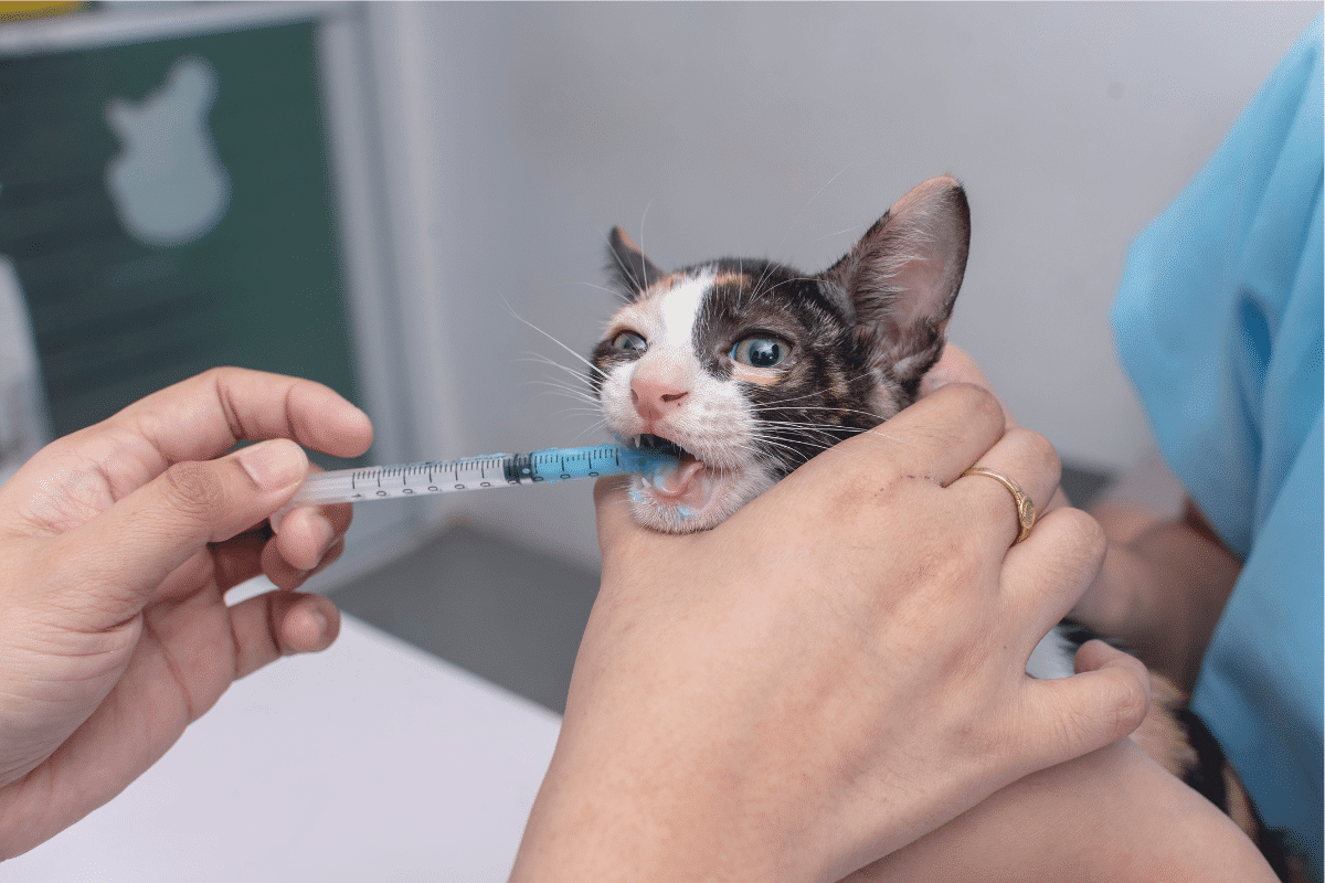 comment donner un médicament à un chat