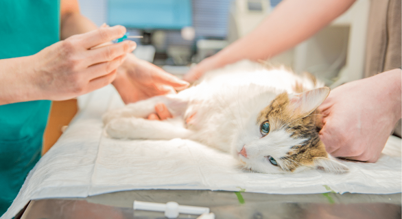 Prix castration chat