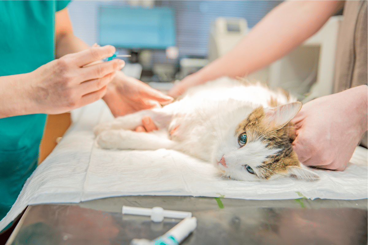 Prix castration chat