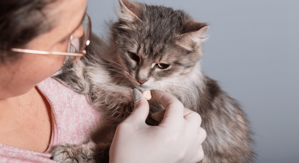 prix du vermifuge pour chat