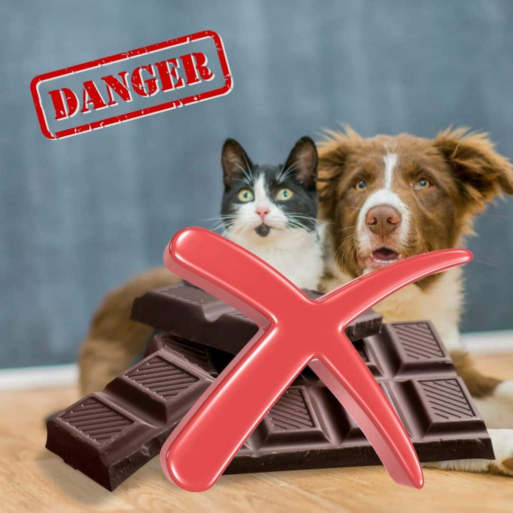 Intoxication chien et chat au chocolat