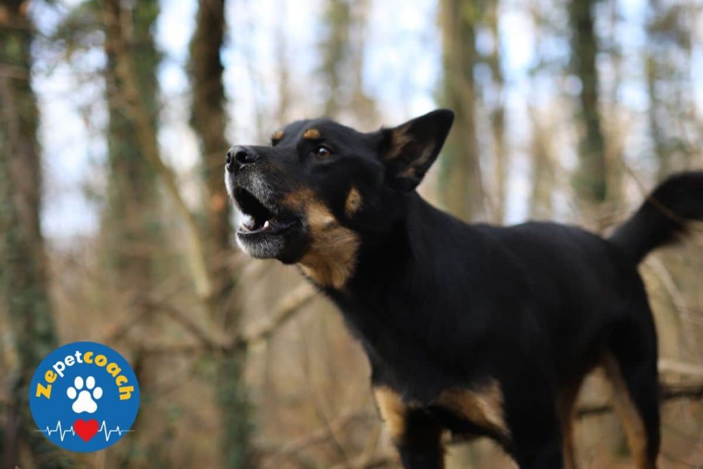 chien qui aboie