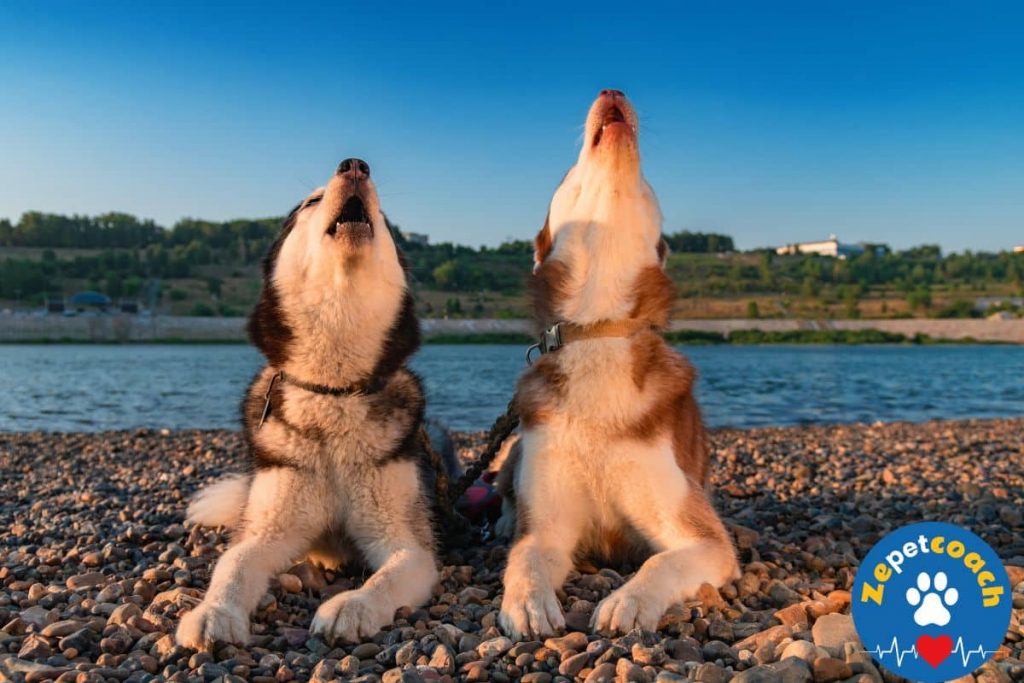 chien qui hurle