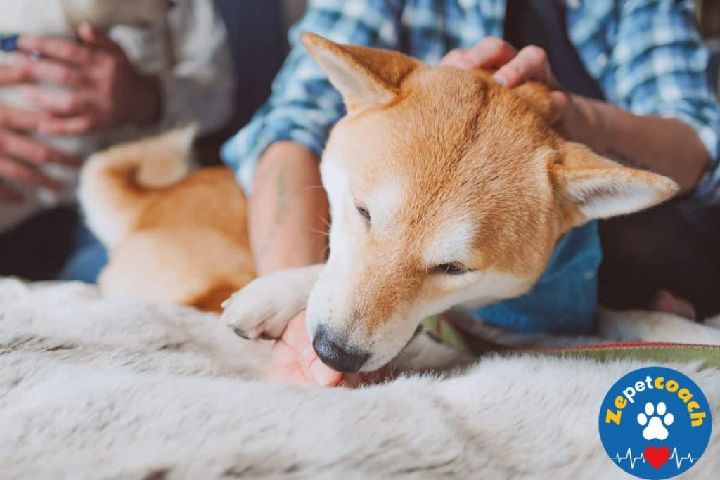chien qui lèche les mains
