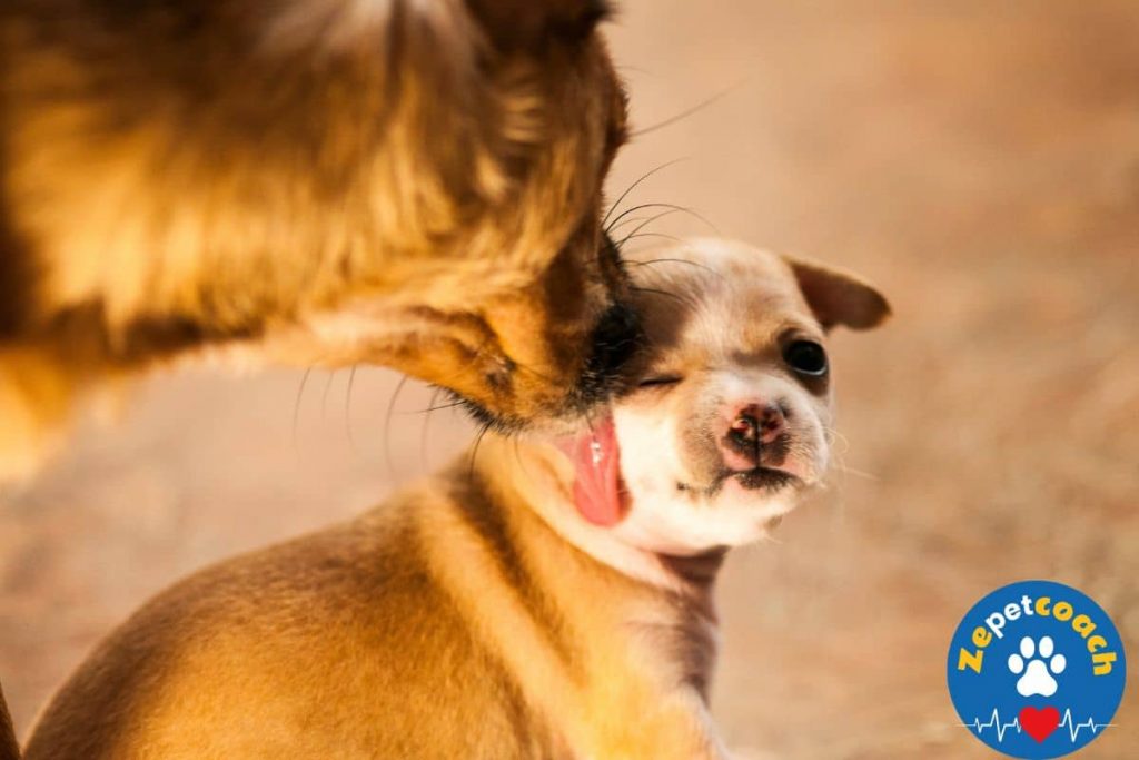 chienne qui lèche son chiot