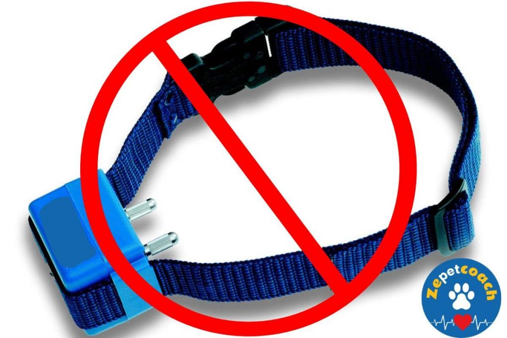 collier anti aboiement