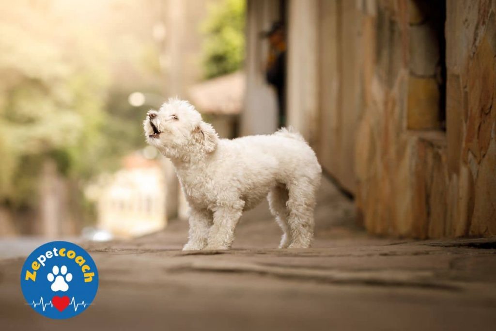 petit chien qui aboie