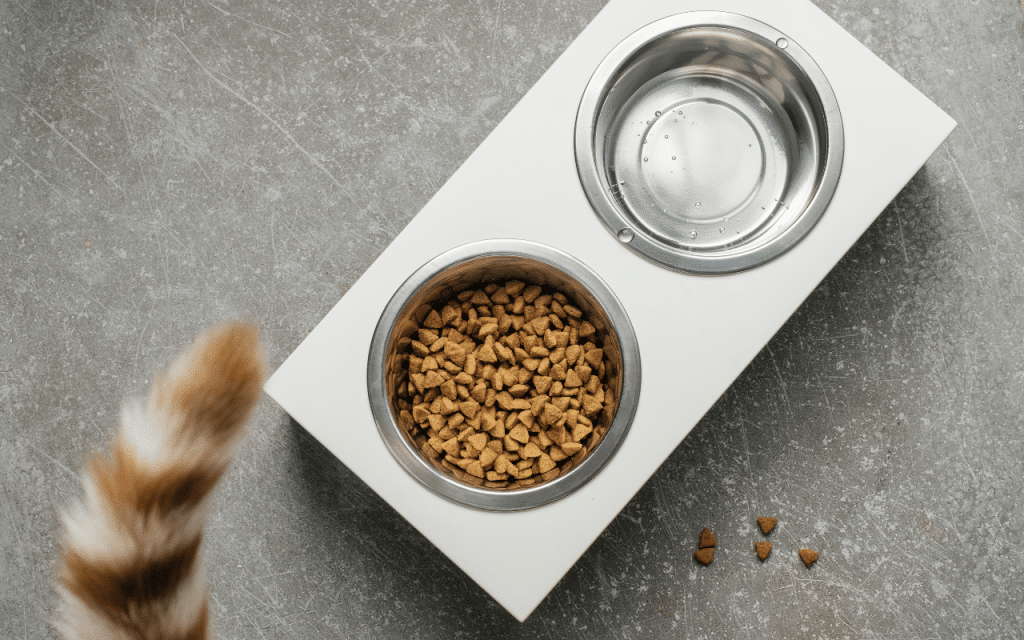 Alimentation maine coon