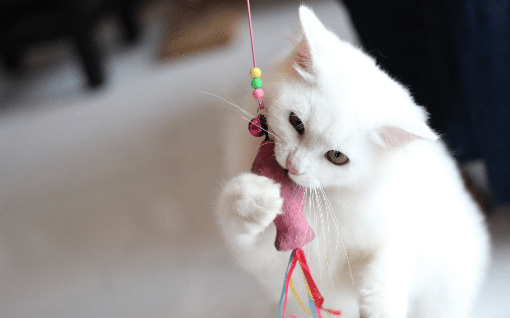 Jouer chat