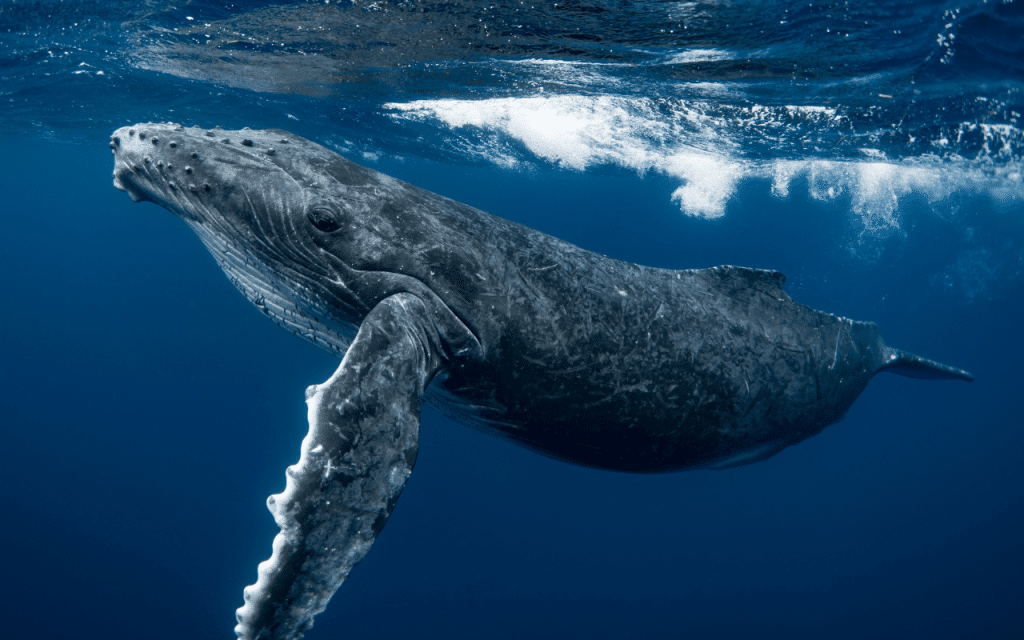Baleine bleue