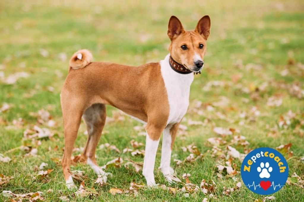 Basenji